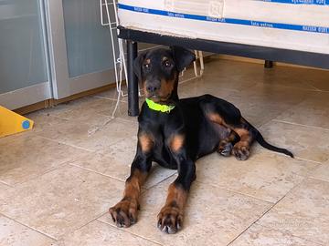 Cuccioli dobermann