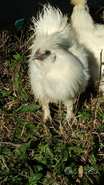 Gallo Moroseta bianco