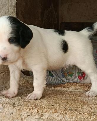 Setter inglese 