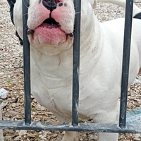 American bully pocket extrime