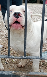 American bully pocket extrime