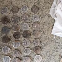 Lotto medaglie sportive