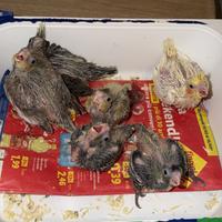 Pappagalli Calopsite