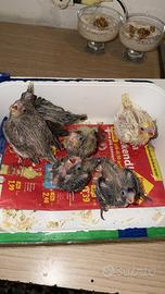 Pappagalli Calopsite