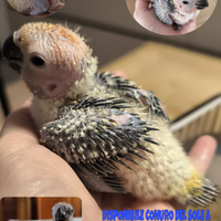 Conuro del sole allevato a mano