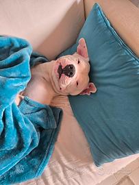 Femmina di Amstaff per monta