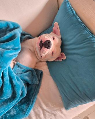 Femmina di Amstaff per monta