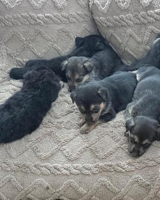 Adotta un cucciolo