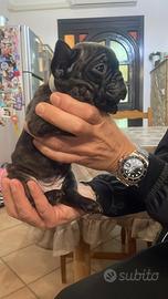 Buldog francese bringee