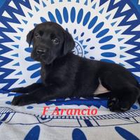 Cuccioli Labrador retriever