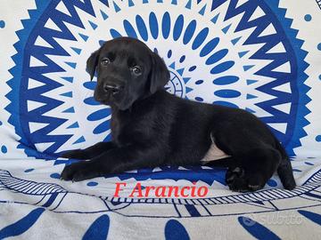 Cuccioli Labrador retriever