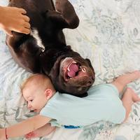 Labrador chocolate maschio