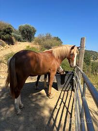 Stallone di maggio 25