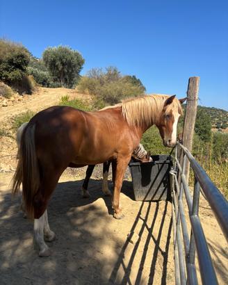 Stallone di maggio 25