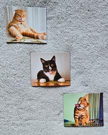 Set di Calamite Gatti