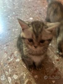 Scottish fold and british
