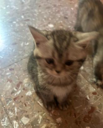 Scottish fold and british