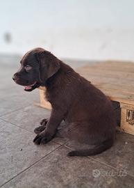 Cuccioli Labrador Retriever