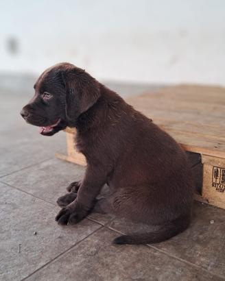 Cuccioli Labrador Retriever