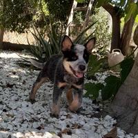 Australian cattle dog
