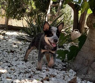 Australian cattle dog