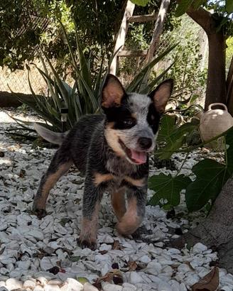 Australian cattle dog