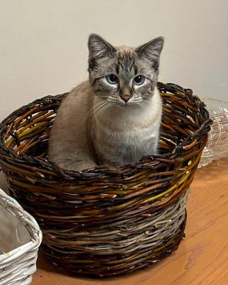 Gattina pronta per accoppiarsi
