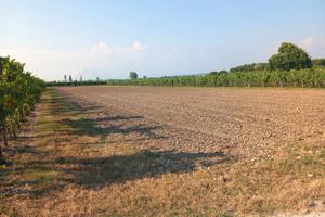 San Canzian d'Is.- Terreno agricolo