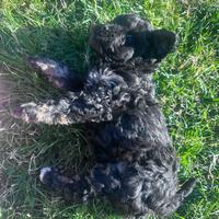 Barboncino Toy maschietto