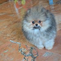 Cucciolo Spitz di Pomerania