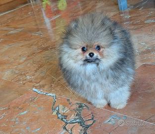 Cucciolo Spitz di Pomerania
