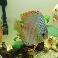 Discus