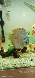 Discus