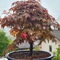 bonsai acero palmato deshojo