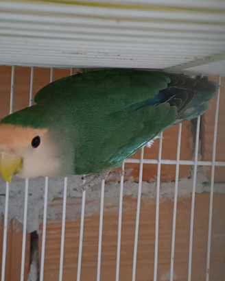 Inseparabili
