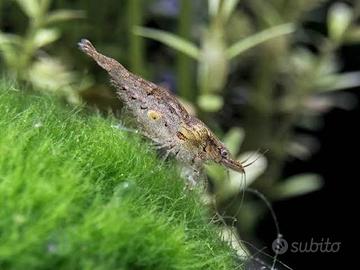 Neocaridina davidi (anche wild)