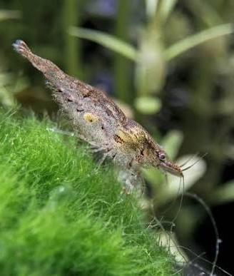 Neocaridina davidi (anche wild)