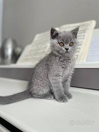 British shorthair