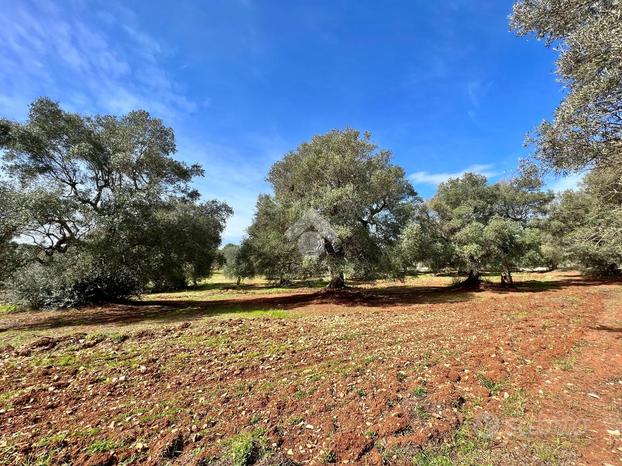 TER. AGRICOLO A CEGLIE MESSAPICA