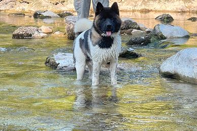 Akita americano