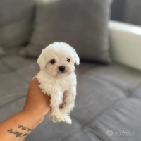 Maltese