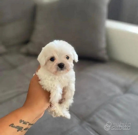 Maltese