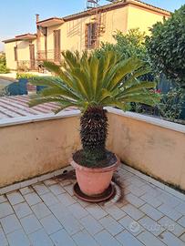 pianta CYCAS 