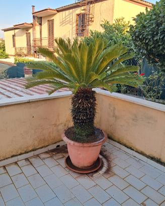 pianta CYCAS 