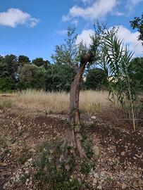 Alberi di ulivo