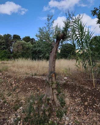 Alberi di ulivo