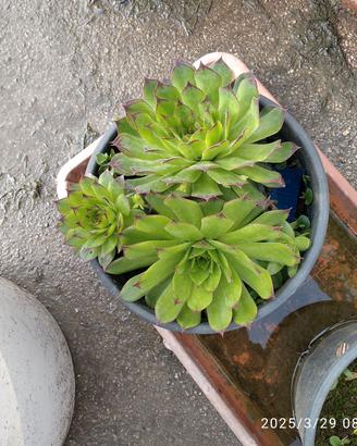 pianta 🌱 grassa