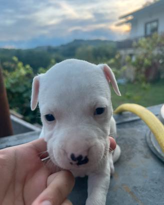 Cucciolo Pitbull UKC femmina