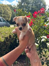 Cucciole di chihuahua femmine