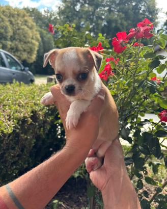 Cucciole di chihuahua femmine